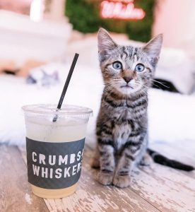 Los Angeles' best cat cafe