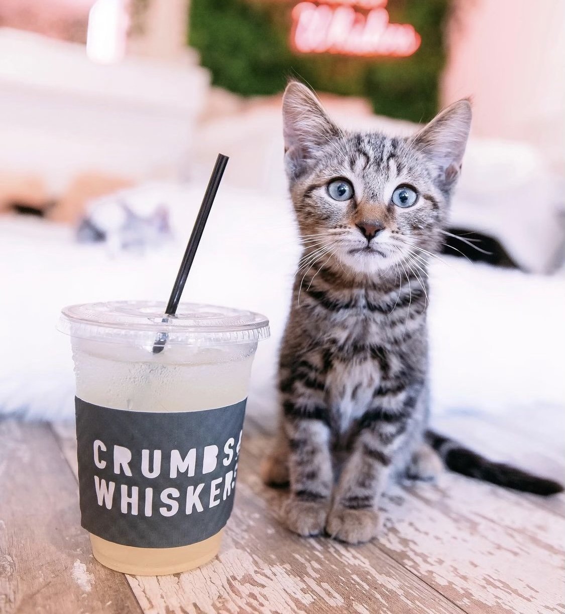 Los Angeles' best cat cafe