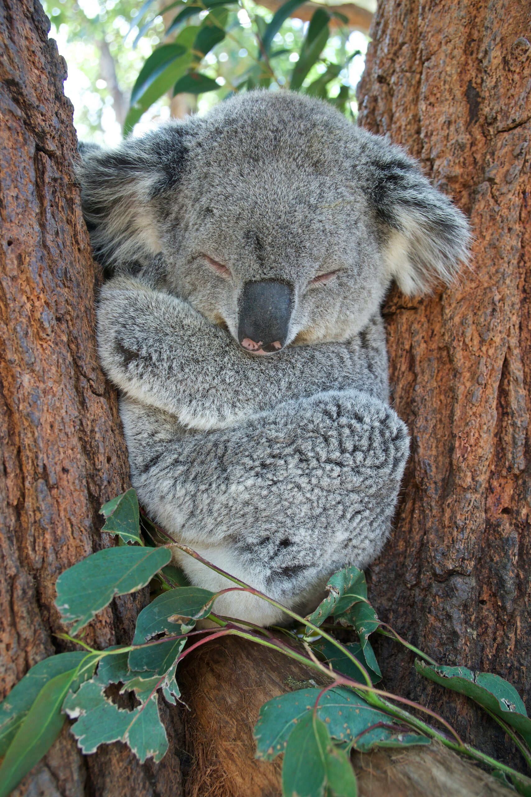 Koala, Sydney NSW, Australia